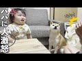抱っこしようとすると声出して怒る1歳児と何故か一緒にキレる柴犬