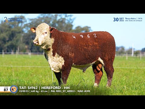 LOTE 87 TAT TES4962 HEREFORD Est  Sta Tereza