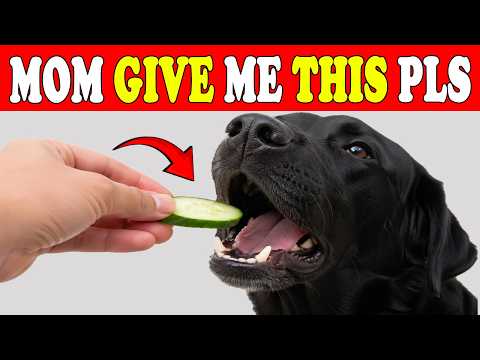 10 Veggies Your Dog Needs More Than Kibble (Healthier & Cheaper)