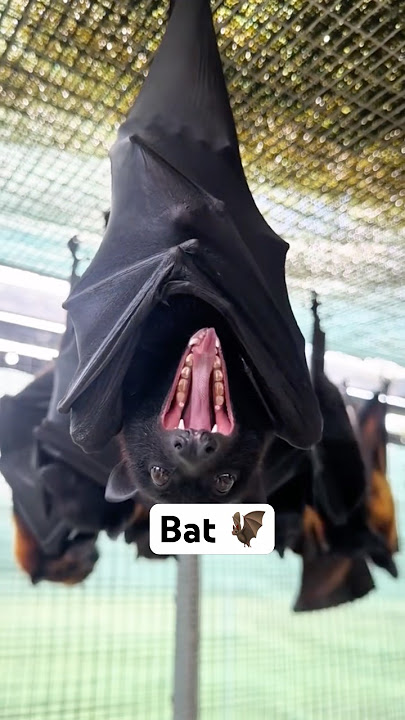 Hanging Upside Down :The bat’s secret to Survival 🤫 #animals #bat #fyp #amazing