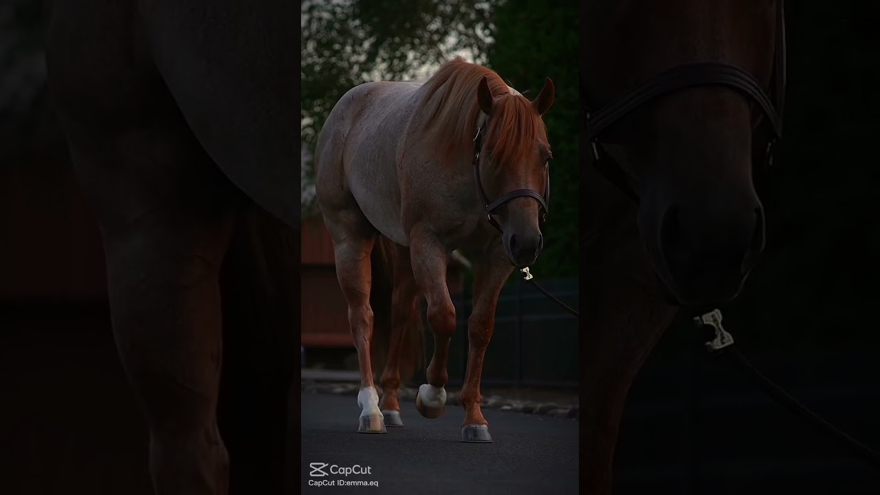 red roans😍😍😍 