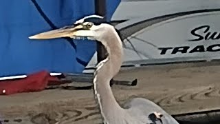 Birds of the Feather flock together #wickedoutdooradventures 
