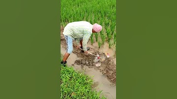 Creating channel for water to enter in Rice field