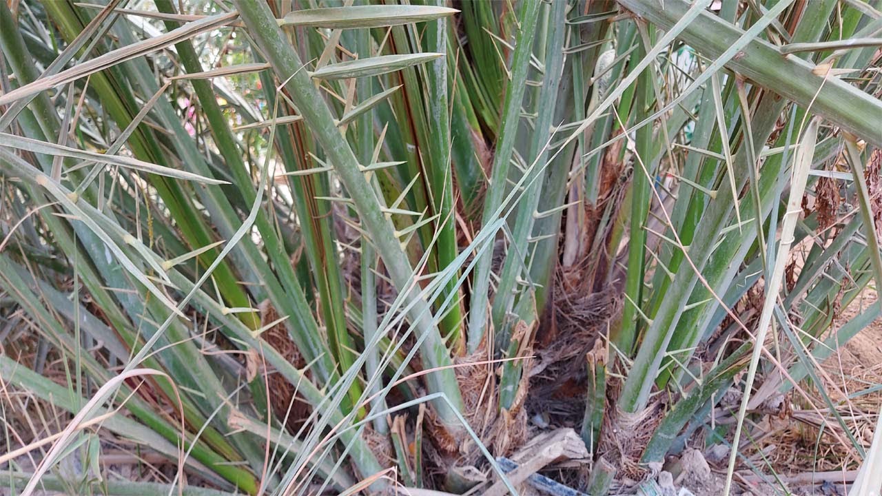 طريقة فصل فسيلة النخيل وغرسها مع دليل تفصيلي لوضع السماد , Phoenix dactylifera