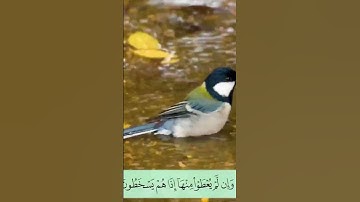 سورة التوبة أرکان سلمان- اية 56.#أرکان_سلمان#آل_عمران