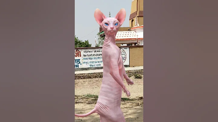 Watch the video about Sphynx cat 🙀😹😺😻 #shorts #cat #catdance