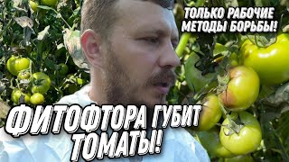 Фитофтора уничтожает томаты! Препараты, методы борьбы