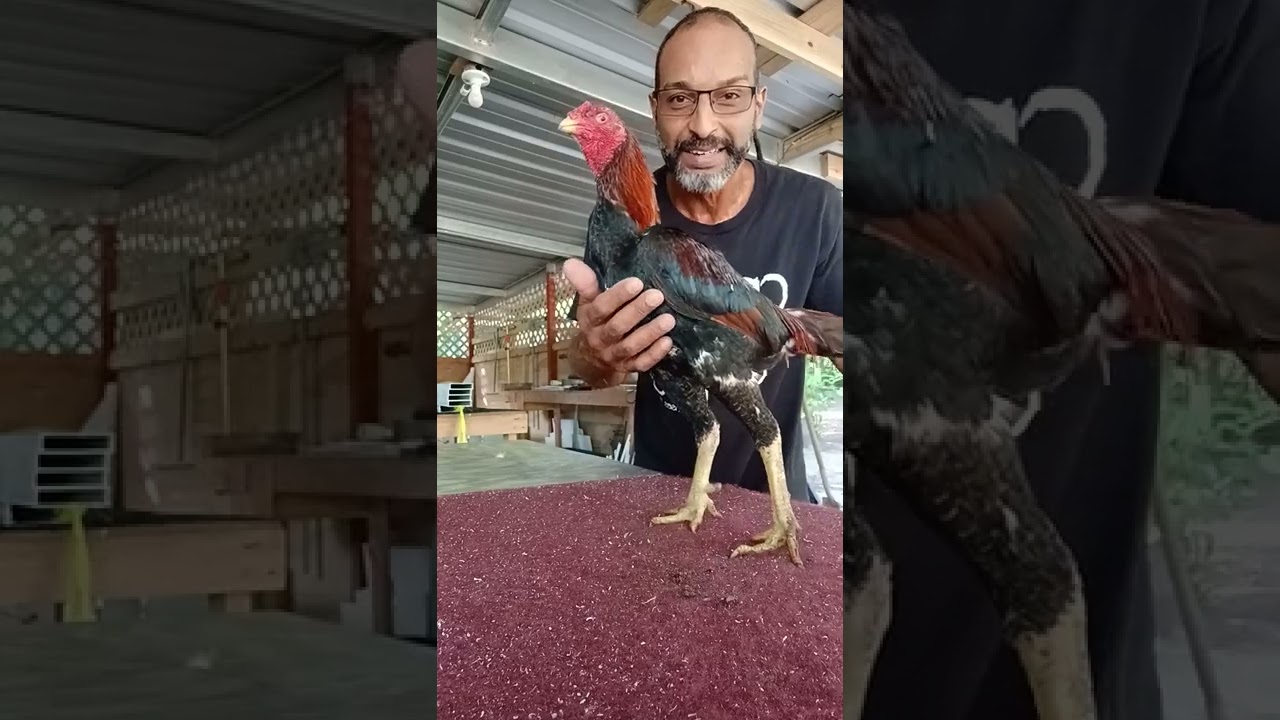 taller de las cualidades que debemos buscar en el gallo oriental para chispiear o rebajar.