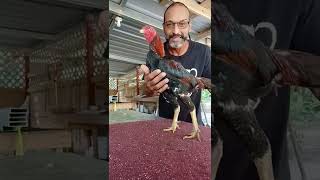 workshop on the qualities we should look for in the oriental rooster to sparkle or lower.