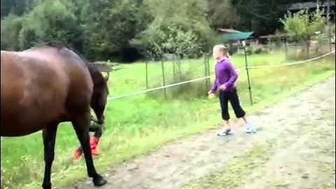 Horse farted and scared itself AND CHILD