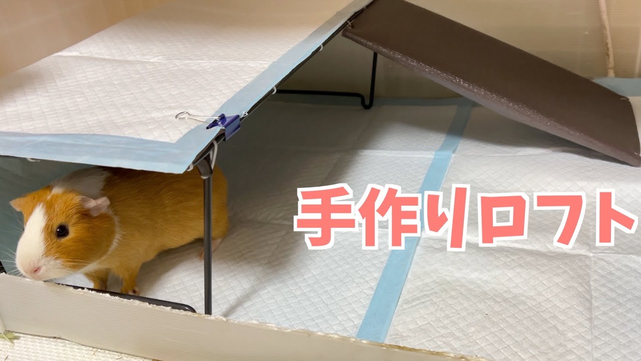 モルモット】ハウス兼ロフトが完成しました - YouTube