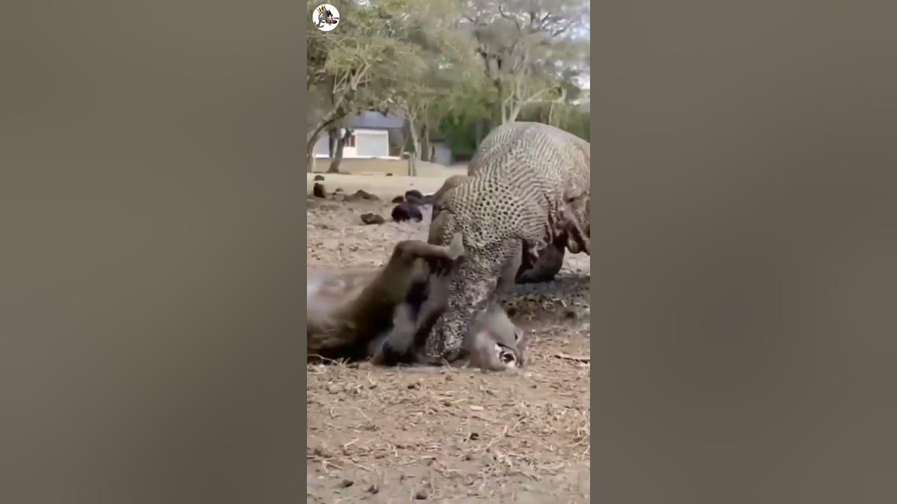 ஆபத்தான பல்லி | Komodo dragon facts in tamil | #allorone - YouTube