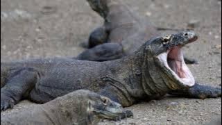 burung puyuh burung kentut dimakan biawak remix|by ツ☹︎emily magical♡