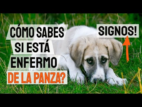 Видео: ¿Por Qué Mi Perro Вага?