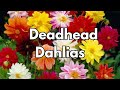 How To Deadhead Prune Dahlias For More Flowers Blooms | Dahlia Care
