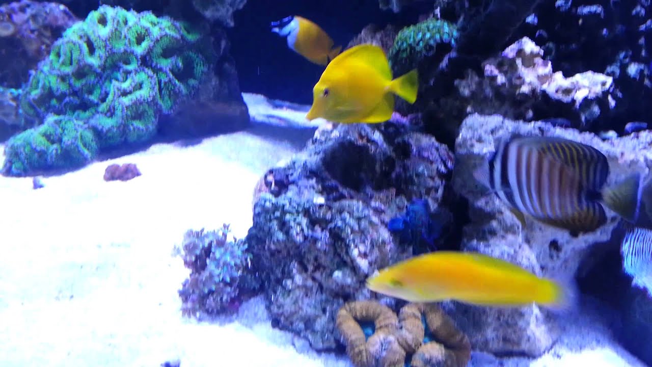 new marineland 300 dd reef tank youtube