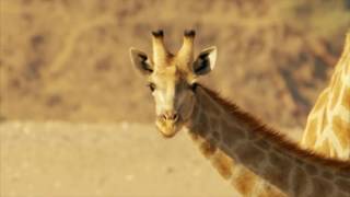 BBC Africa's Gentle Giants Documentary 2016 Trailer