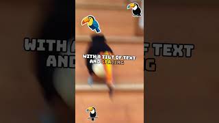 Le toucan has left #pathofexile #meme #pathofexile2 #toucan #music