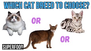 Which Cat Breed Fits You Best? Top 15 Breeds Explained by Superfoods for CATS 147 views 10 days ago 20 minutes