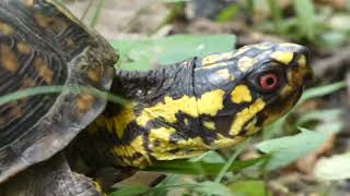 EASTERN BOX TURTLE crossing the road!!