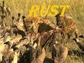 Rust мясо