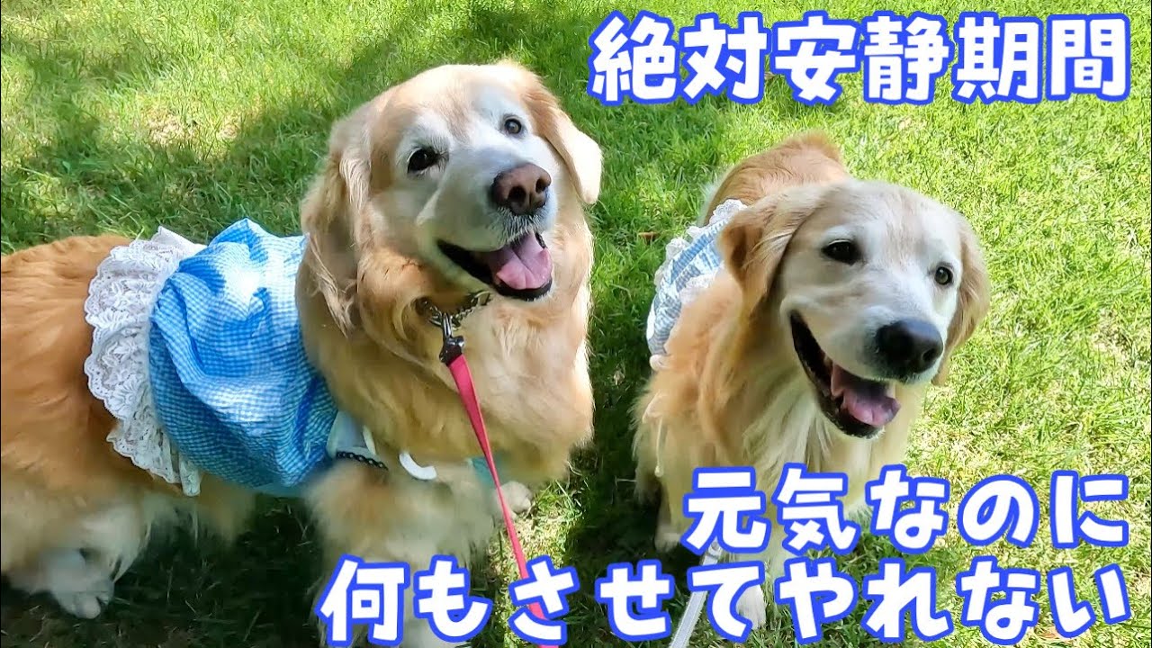 【術後安静期間】元気なのに何もさせてやれないもどかしさ　ゴールデンレトリバー