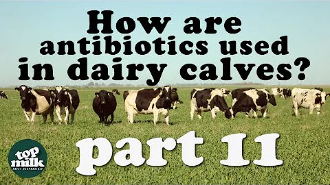 11. How are antibiotics used in dairy calves?