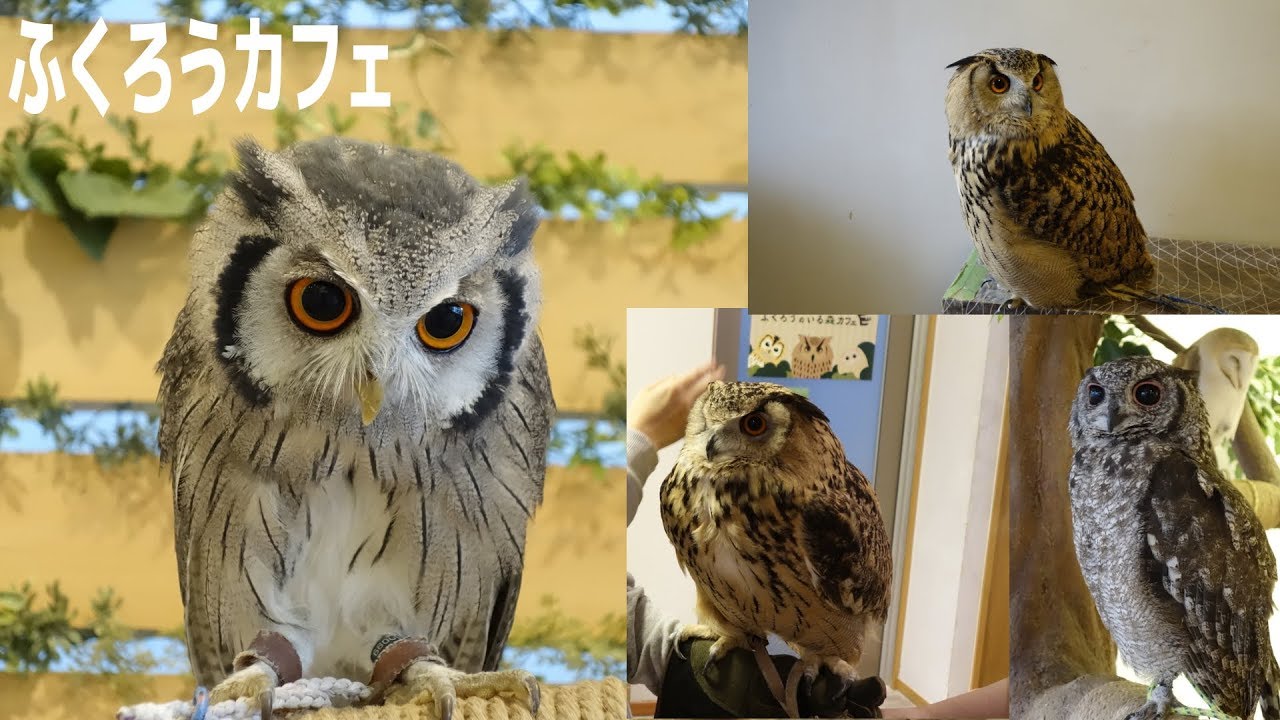 ふくろうカフェに行ってきた ちっこいふくろうがアグレッシブすぎて可愛い ふくろうのいる森カフェ おでかけ動画 どうぶつ ふれあい Youtube