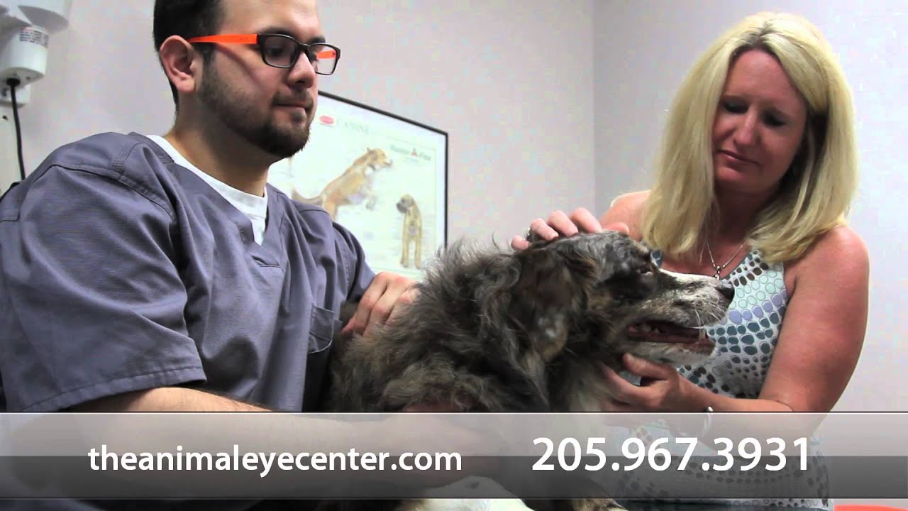 Animal Eye Center Short Birmingham, AL YouTube