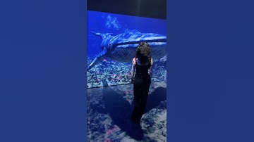 Immersive Underwater Experience 🌊🐳🐬🐠🐟🐡🦈🦑🪸🪼