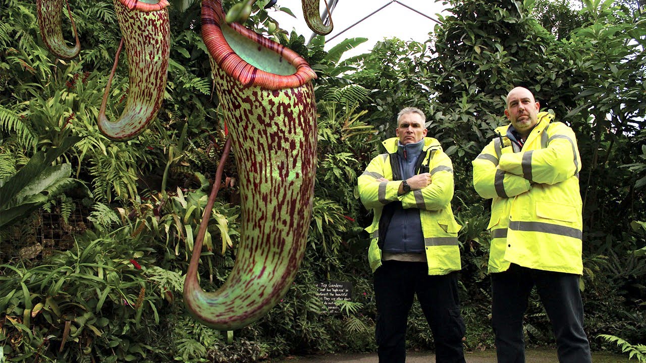 Top 10 Most Dangerous Carnivorous Plants YouTube