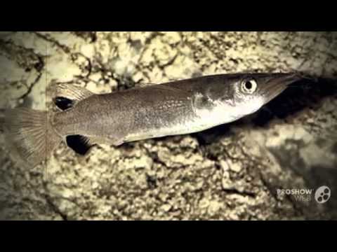 Nomorhamphus liemi aquarium fish