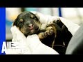 The Story of These Miracle Puppies Will Make Your Day The Story of These Miracle Puppies Will Make Your Day
