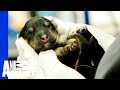 The Story of These Miracle Puppies Will Make Your Day