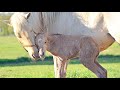 Horse giving birth on mothers day (12.05.2019)