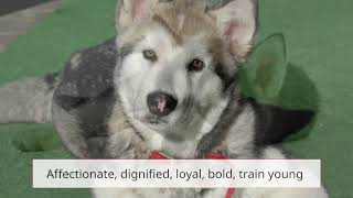 The Wonderful World of Dog Breeds, Alaskan Malamute/Manchester Terrier