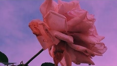 ~💜New Ending Intro💜~