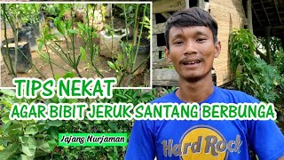 Cara Extrim Agar Bibit Jeruk Santang Berbunga