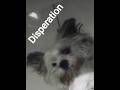 Disperation Me #viralvideo #yt #love #bollywood #motivation #mysinging #music #song #myvideo#youtube