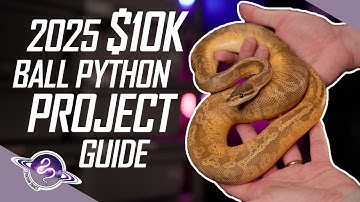 $10K Ball Python Breeding Guide | 2025 Edition | #ballpython #snake #reptiles