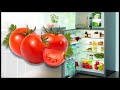 Как правильно хранить помидоры в холодильнике