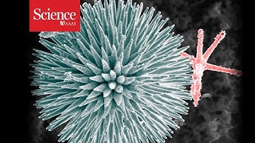 How sponges ‘spike’ themselves with glass