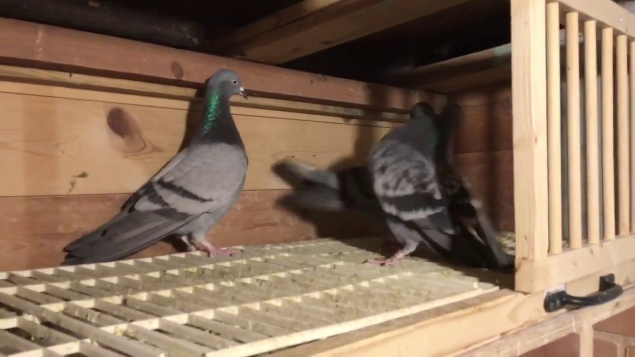 Tippler fly 17.5 Hours.