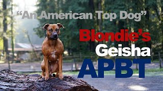 Featured Spotlight Blondie's Geisha "An American Top Dog" Working Pit Bull Terrier APBT Documentary