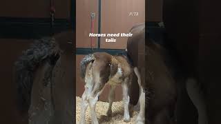Budweiser Foals On Horse Protection Day