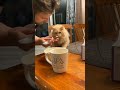 猫ちゃん、初めてアイスクリームを食べてたまげる