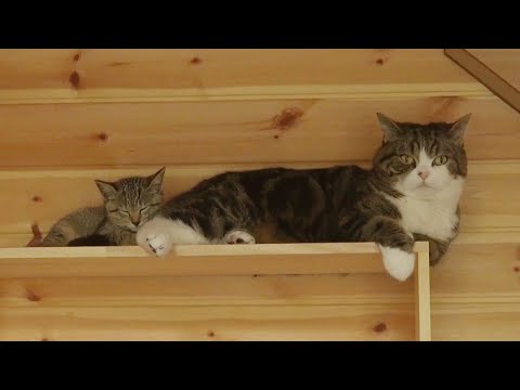 まるに猫語で話しかけるチビはな。-Kitten Hana speaks to Maru in cat language.-