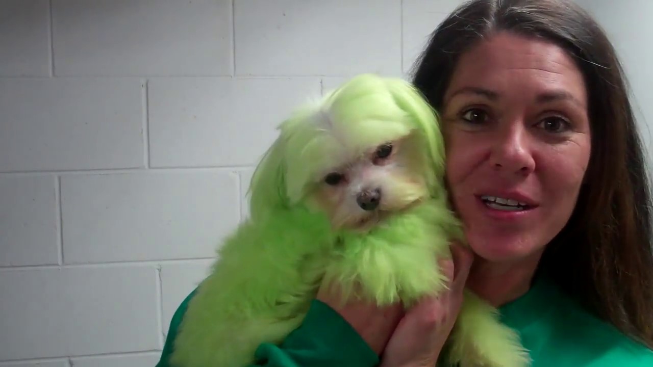 Dog eye tearing steps YouTube