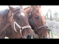 75 Abandoned Horses Get A Second Chance At Life. Wait Till You See What Happens! I’m In Tears