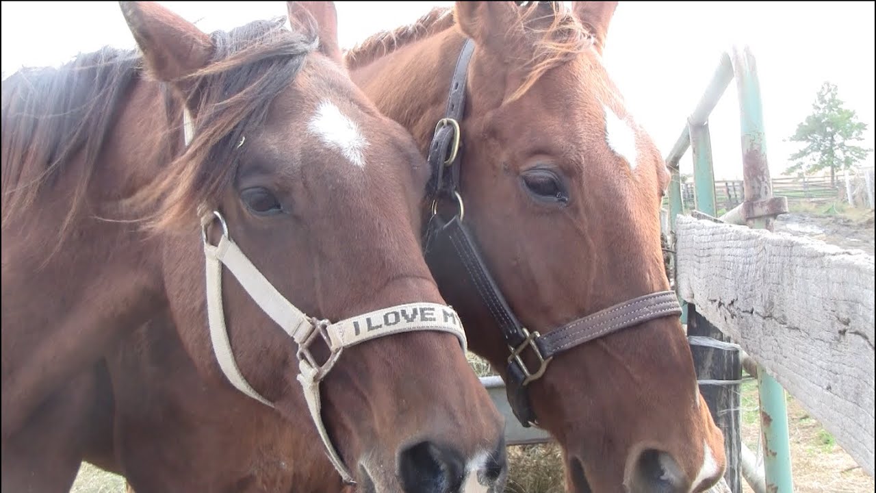 75 Abandoned Horses Get a Second Chance (Hampshire Herd) - YouTube